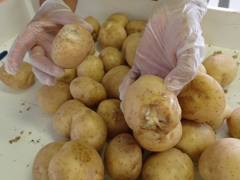 Почему картофель чернеет после варки: хитрость, как этого избежать